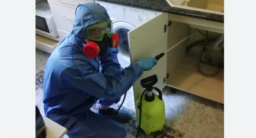 Уничтожение муравьев в квартире. Кызыл