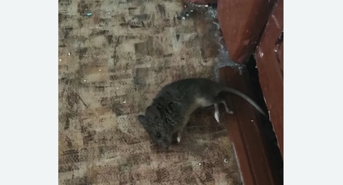 Дезинфекция от мышей в Кызыле