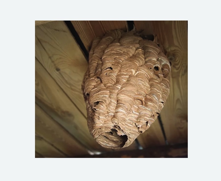 обработка от шершней в Кызыле