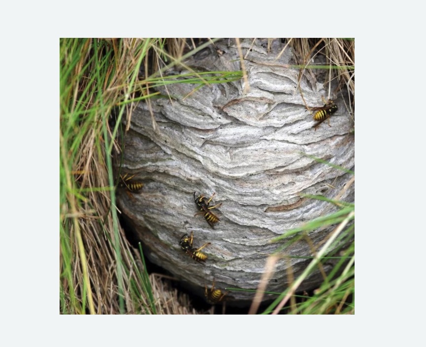 Уничтожение ос и ульев в Кызыле